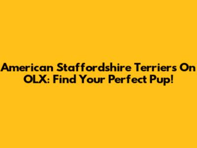 American Staffordshire Terriers On OLX: Find Your Perfect Pup!