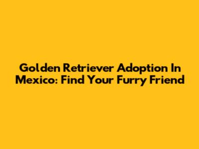 Golden Retriever Adoption In Mexico: Find Your Furry Friend